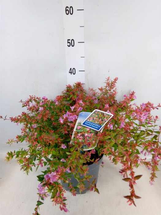 <h4>Abelia grandiflora 'Edward Gouch'</h4>