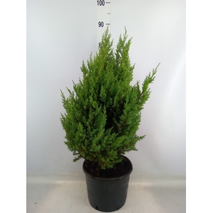 Juniperus chinensis 'Stricta'