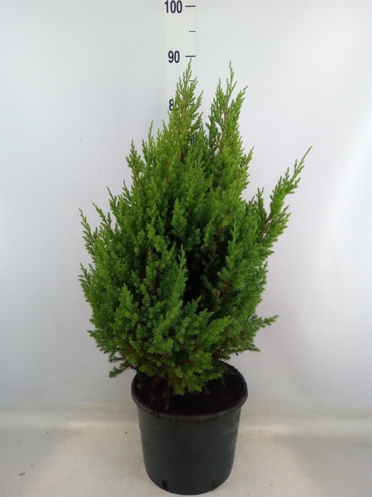 <h4>Juniperus chinensis 'Stricta'</h4>