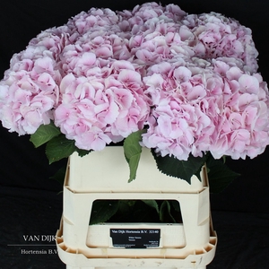 HYDR M CH VERENA