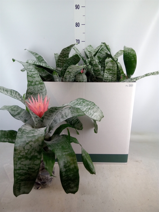 <h4>Aechmea fasciata 'Primera'</h4>