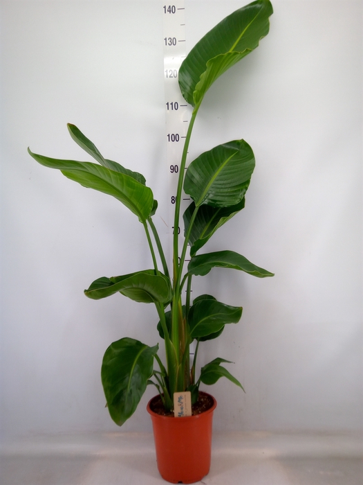 <h4>Strelitzia nicolai</h4>