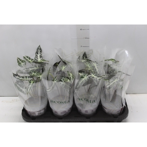 ALOCASIA PICOLLINI P12