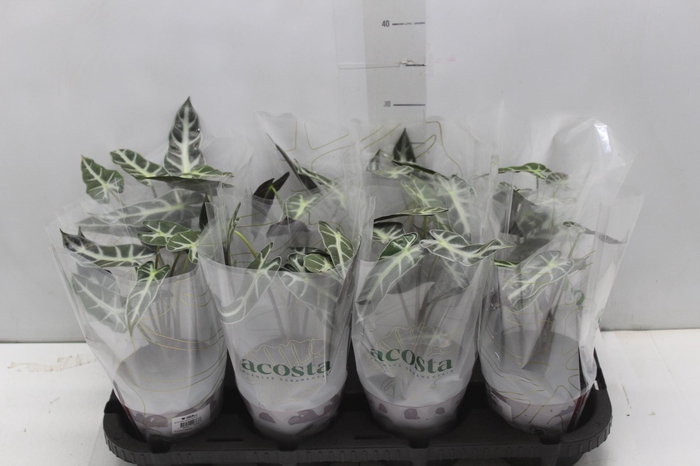 <h4>ALOCASIA PICOLLINI P12</h4>