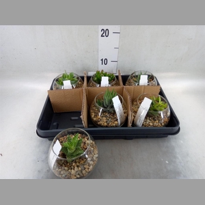 Arr.  Succulents L%
