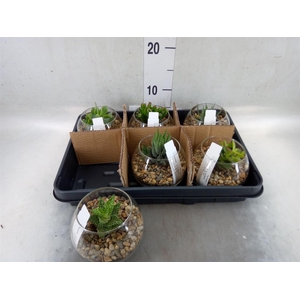 Arr.  Succulents L%
