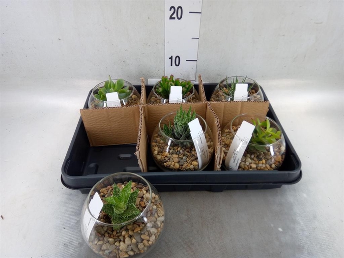 <h4>Arr.  Succulents L%</h4>