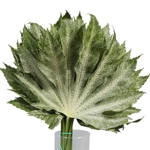 Aralia White Star
