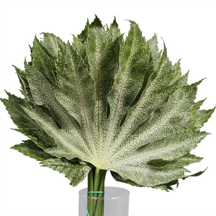 <h4>Aralia White Star</h4>