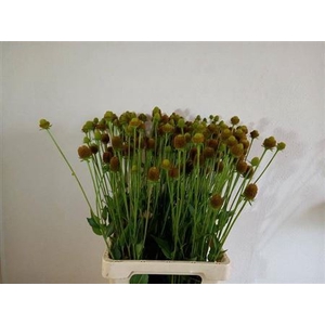 Rudbeckia Ov