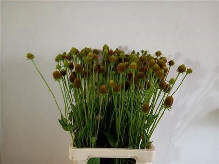 <h4>Rudbeckia Ov</h4>