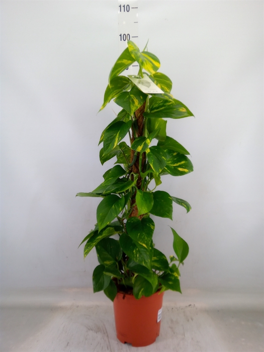 <h4>Epipremnum pinn.   ...moss stick</h4>
