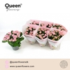 Kalanchoe gevuld More Flowers Lillian rose Lillian Roze, beperkt leverbaar
