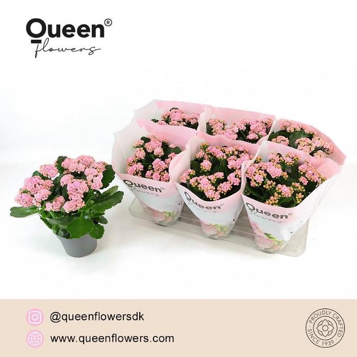 <h4>Kalanchoe gevuld More Flowers Lillian rose Lillian Roze, beperkt leverbaar</h4>