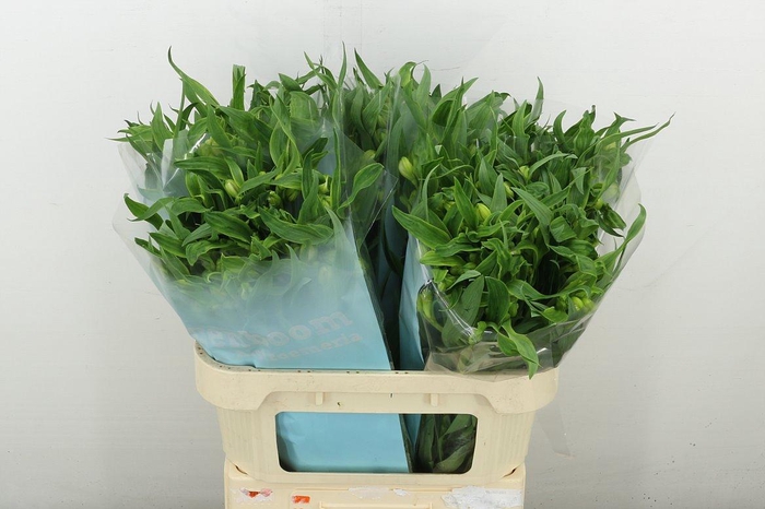 <h4>Alstr Virginia</h4>