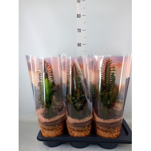 Euphorbia trigona 'Rubra'