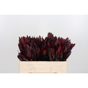 Leucadendron Safari Sunset
