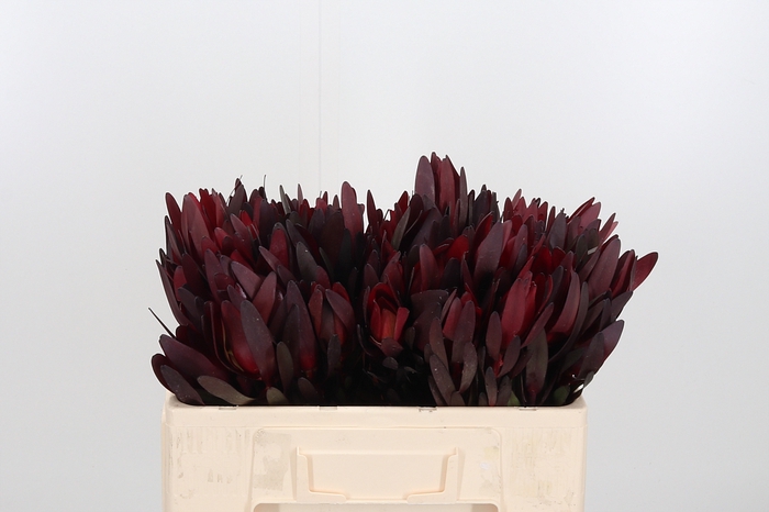 <h4>Leucadendron Safari Sunset</h4>