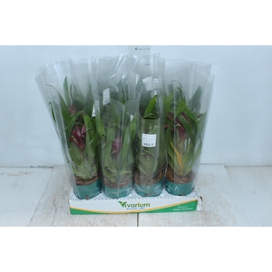 BROMELIA GUZMANIA VERMELHO P09