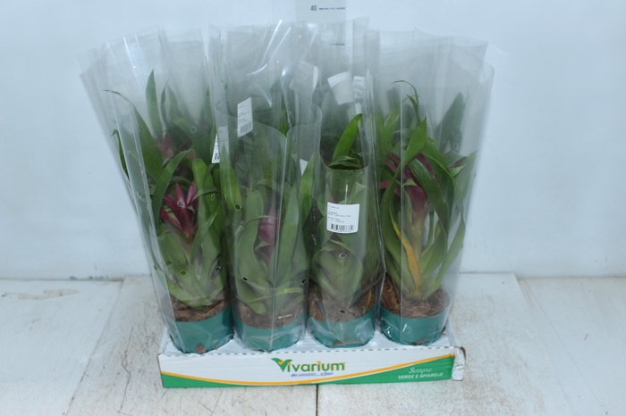 <h4>BROMELIA GUZMANIA VERMELHO P09</h4>