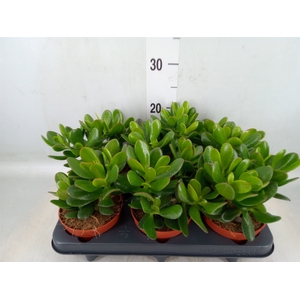 Crassula  'Magical Tree'