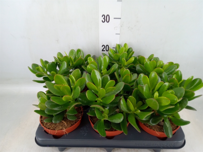 <h4>Crassula  'Magical Tree'</h4>