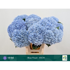 HYDR M MAG PI FLOY B