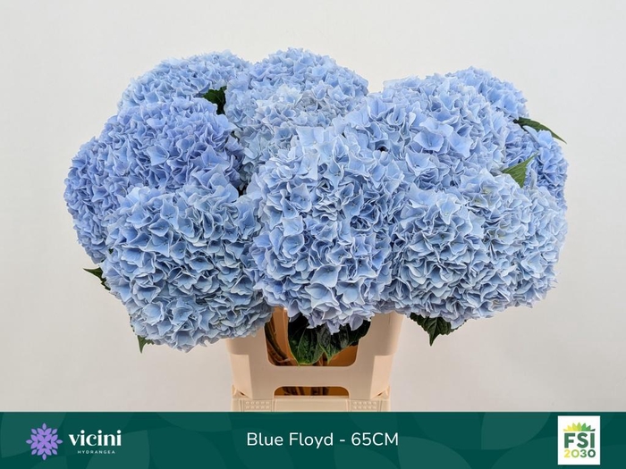 <h4>HYDR M MAG PI FLOY B</h4>