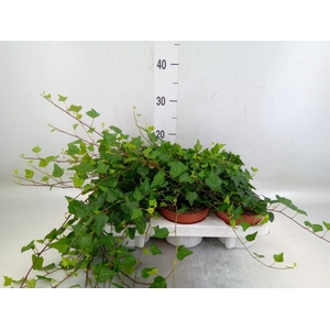 Hedera helix 'Lady Kay'