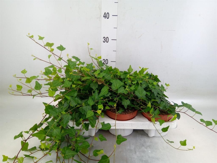 <h4>Hedera helix 'Lady Kay'</h4>