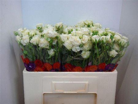 <h4>R Tr Snowflake</h4>