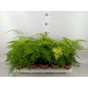 Asparagus setaceus
