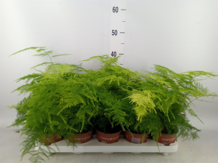 <h4>Asparagus setaceus</h4>