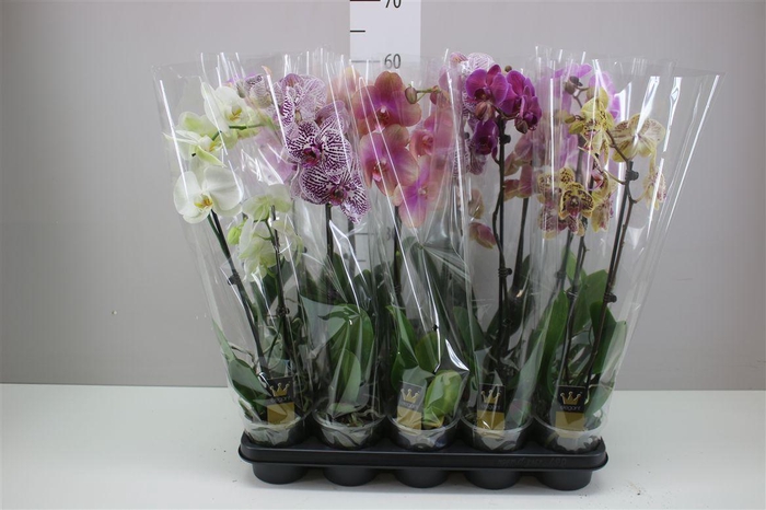 <h4>Phal Gemengd 1 Tak 6+</h4>