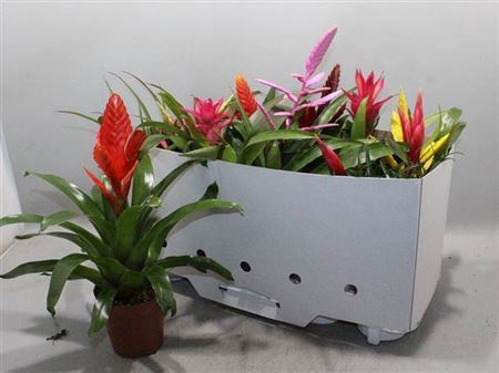 <h4>Bromelia Gem 10 Srt</h4>