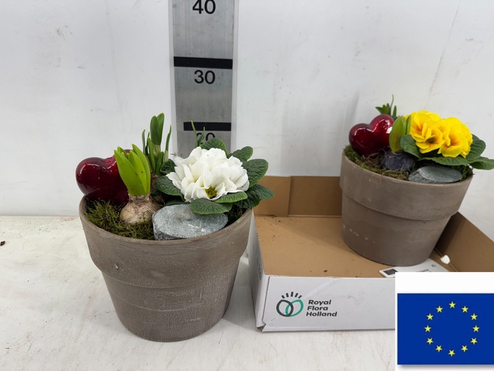 <h4>ARR TUINPLANTEN</h4>