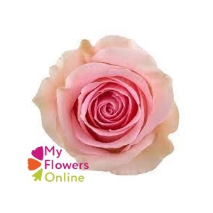 R Gr Luciano Pink 60cm EC