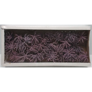 Spidergum Claws Brombeer Frosted (50 St)