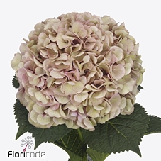 Hydrangea my beautiful vienna classic