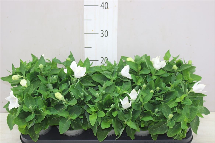 <h4>Platycodon Astra White</h4>
