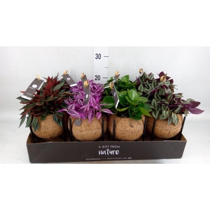 Planten Groen   ...mix  3