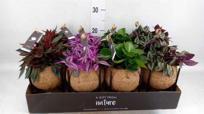 <h4>Planten Groen   ...mix  3</h4>