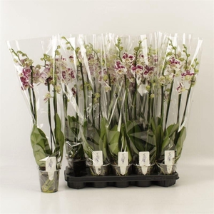 PHAL AN MARRAKESH