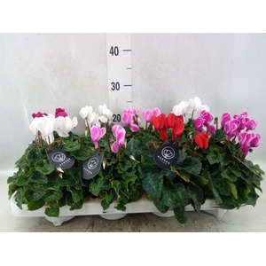 Cyclamen MD   ...patio