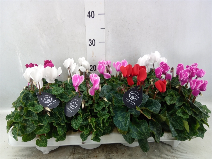 <h4>Cyclamen MD   ...patio</h4>