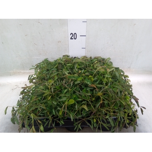 Mimosa pudica