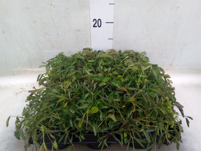 <h4>Mimosa pudica</h4>