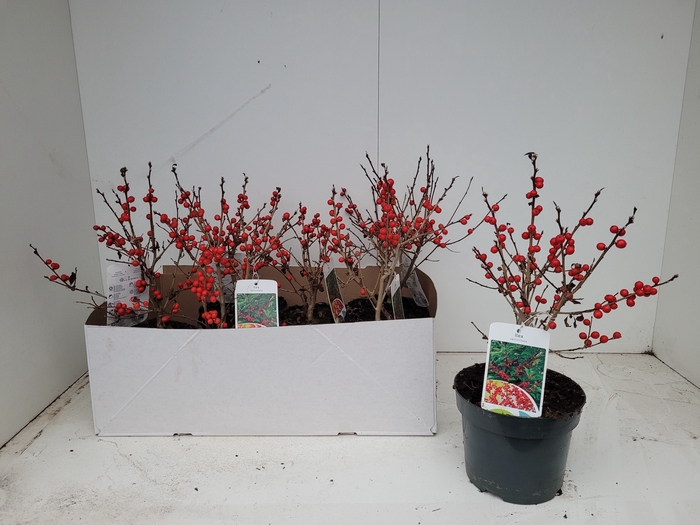 <h4>ILEX VERTICILLATA</h4>