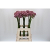 Allium Pink Jewel