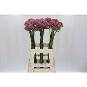 Allium Pink Jewel